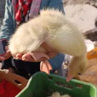 غاز محلی|حیوانات مزرعه|قائمشهر, |دیوار