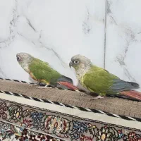 پرنده طوطی گرینچیک|پرنده|قم, علی آباد|دیوار