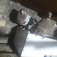 کبوتر