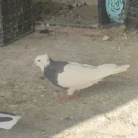 طوقی ماده جوان