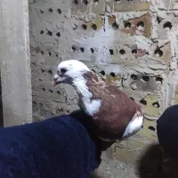 کفتر پلنگ سرخ