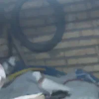 کبوتر|پرنده|بیجار, |دیوار