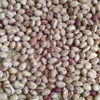 لوبیا چیتی|خوردنی و آشامیدنی|سلطانیه, |دیوار