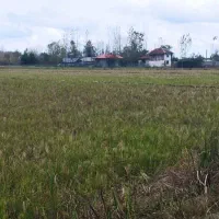 60هزارمترشش هکتار شالیزار و خانه کلنگی امتیازات|فروش زمین و ملک کلنگی|فومن, |دیوار