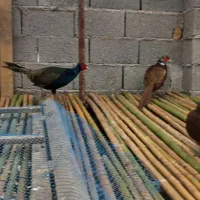 خروس آمریکایی وپاکستانی|حیوانات مزرعه|احمدسرگوراب, |دیوار