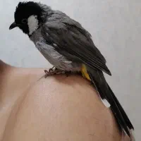 پرنده رام و دستی سخنگو