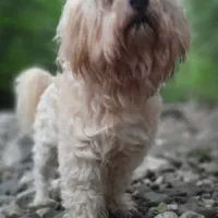 تی تی گمشده