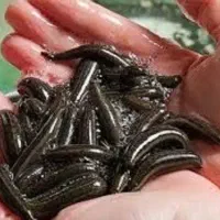 آموزش تخصصی پرورش و تکثیر زالو با تضمین خرید