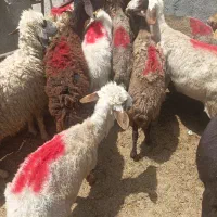 میش و بره