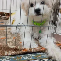 شیتزو پودل تریر