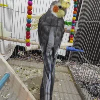 عروس هلندی جفت|پرنده|جوانرود, |دیوار