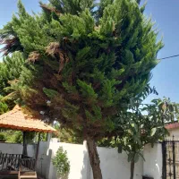 فروشنده درخت کاج