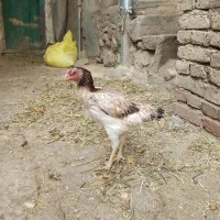 مرغ لاری|پرنده|خاروانا, |دیوار