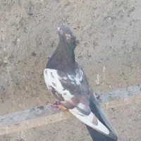 کفتر پرشی نر|پرنده|محمدیه-قزوین, |دیوار