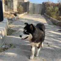 سگ گمشده|سگ|شاهرود, |دیوار