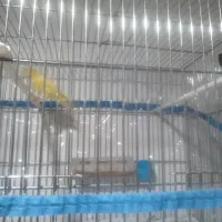 قناری|پرنده|سبزوار, قصبه شرقی|دیوار