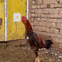 خروس لاری.  بشرط نسل.|حیوانات مزرعه|تربت جام, کشتارگاه|دیوار