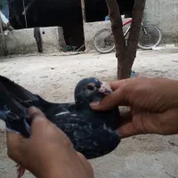 کبوتر مسافتی