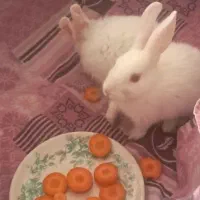 خرگوش|موش و خرگوش|تفت, |دیوار