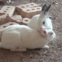 دوتا خرگوش زبل زیبا قیمت دوتاش 500|موش و خرگوش|سراب, |دیوار