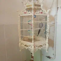 یک عروس خوش صدا و آواز خون