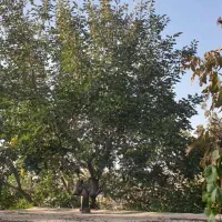 تهاتر خانه ویلایی باغ فول بازسازی با آپارتمان ونقد|فروش زمین و ملک کلنگی|تهران, تهرانپارس جنوبی|دیوار