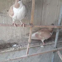 کفتر|پرنده|نیشابور, سرآب کوشک|دیوار