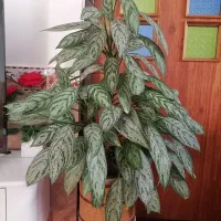 گل و گیاه|گل و گیاه طبیعی|سراجو, |دیوار