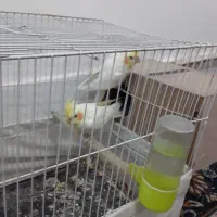 عروس هلندی نر وماده