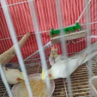 عروس هلندی لوتینو