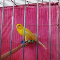 قنار سوپر نر