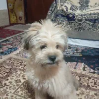 سگ آموزش دیده شیتزوپامر|حیوانات|مشهد, شهید جنگی|دیوار