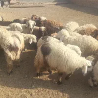 فروش ۱۴ جفت بره|حیوانات مزرعه|رامشیر, |دیوار