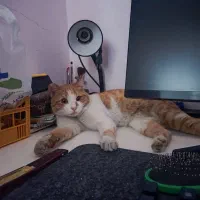 واگذاری گربه رایگان