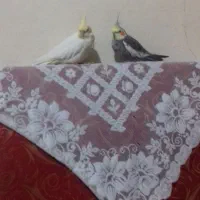 عروس هلندی نر و ماده|پرنده|نهاوند, |دیوار
