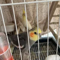 عروس هلندی بالغ|پرنده|ساری, |دیوار