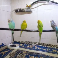 مرغ عشق نر و ماده
