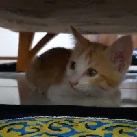 قب.و.ل واگ.ذاری