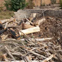 چوب زغالی|خدمات باغبانی و درختکاری|شیراز, میرزاکوچک خان|دیوار