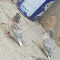 جفت جوجه سور دمسفید یا هفت رنگ دمسفید خوشگل|پرنده|کرمان, |دیوار