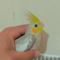 عروس هلندی اهوی و قلباغالی