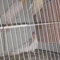 عروس هلندی|پرنده|قوچان, |دیوار