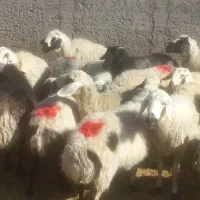 20راس میش دوبهر عراقی آبستن