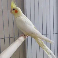 عروس|پرنده|بندر ماهشهر, |دیوار