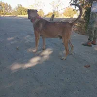 سگ سرابی