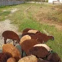 فروش گوسفند و بره نوشهر