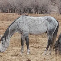 اسب کرد نریان|اسب و تجهیزات اسب‌سواری|دماوند, دماوند|دیوار