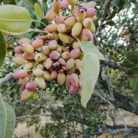 زمین-پشت-کبابی-میدان-چادرملو
