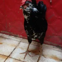 خروس جوان فول