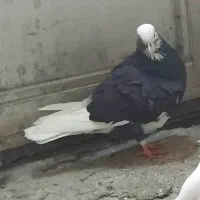 کبوتر پرشی شازده نر